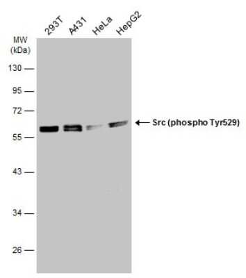 <b>Biological Strategies Validation. </b>Western Blot: Src [p Tyr527] Antibody [NBP3-13245] - Various whole cell extracts (30 ug) were separated by 10% SDS-PAGE, and the membrane was blotted with Src (phospho Tyr529) antibody (NBP3-13245) diluted at 1:1000. The HRP-conjugated anti-rabbit IgG antibody (NBP2-19301) was used to detect the primary antibody.